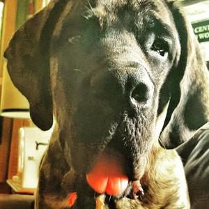 Meet your Posher, Carol